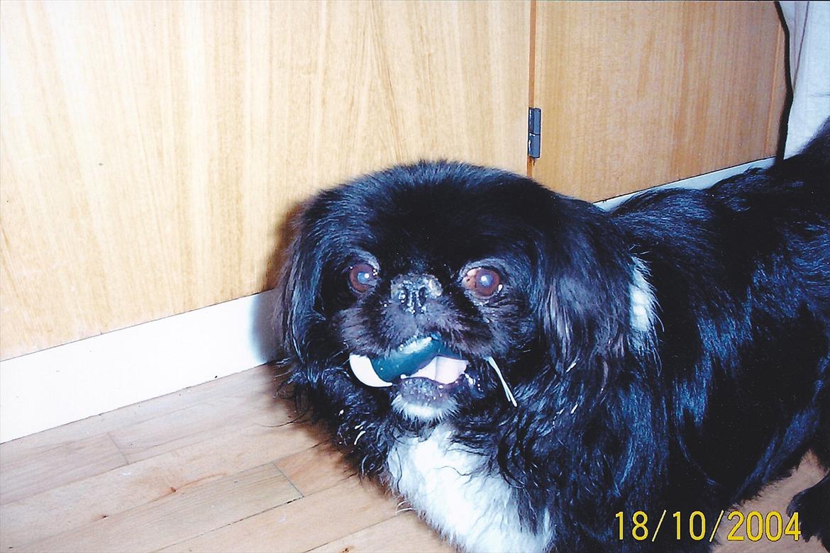 Pekingeser Rocky billede 5