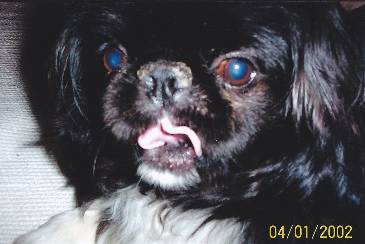 Pekingeser Rocky billede 6