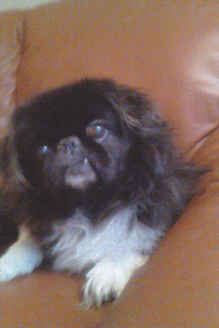 Pekingeser Rocky billede 8