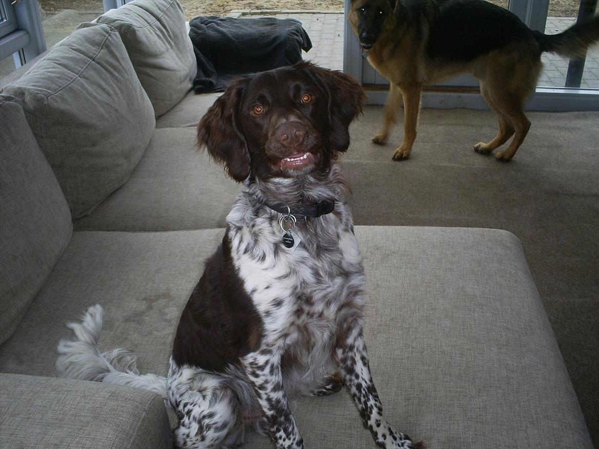 Kleiner münsterländer Sanji - Her er han ca 1 år, og han har hans daglige umiskendelige underbid når han kigger op på en :) sjovt nok har han overhovedet ikke underbid, kun når han skal se lidt overlegen ud ;) billede 2