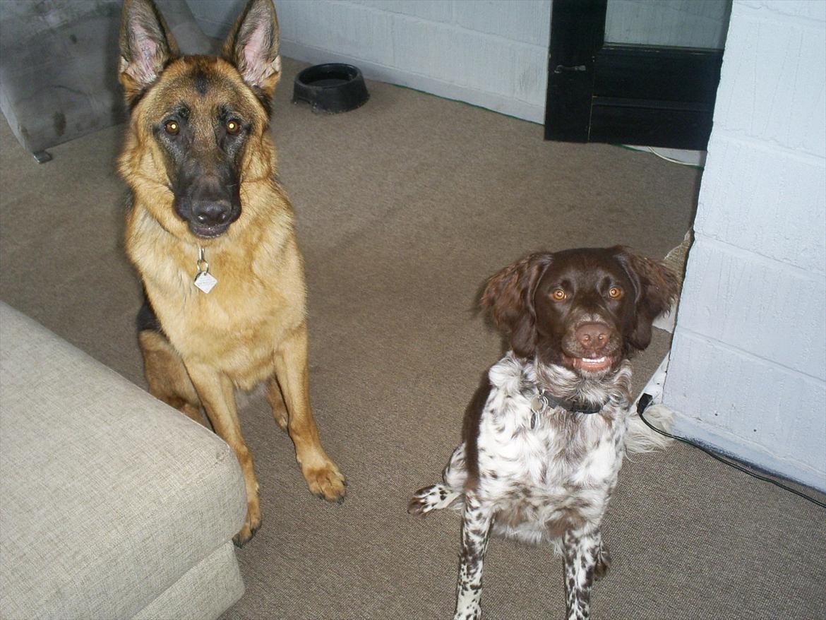 Kleiner münsterländer Sanji - SÅ DEJLIGE! :) billede 5