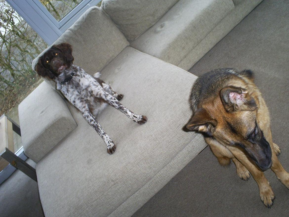 Kleiner münsterländer Sanji - King of the SOFA :) hundene har fået vores gamle sofa ud i udestuen så de rigtig kan flade ud :) billede 3