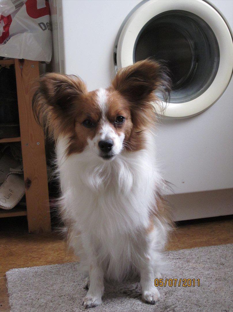 Papillon simba - kom mor vi skal ud og gå se hvor fint jeg sidder og venter ;-) billede 13