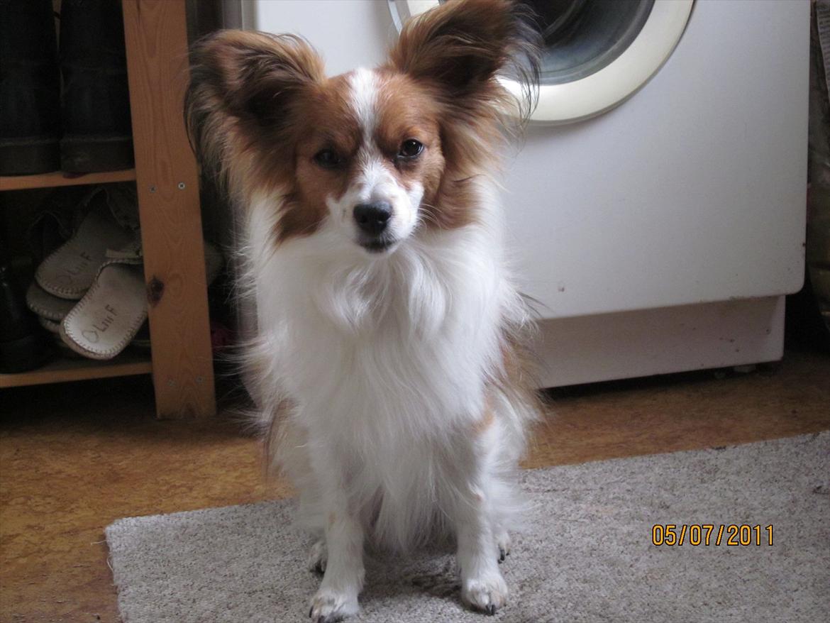 Papillon simba - kom nu mor jeg venter :-) billede 14