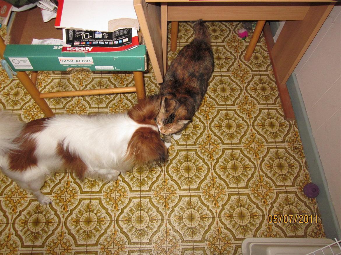 Papillon simba - nu kan jeg også snuse med katten for første gang, hyggeligt :-) billede 15