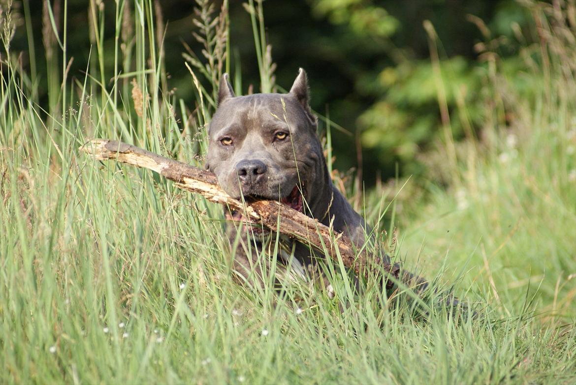 Amerikansk staffordshire terrier Bonzo *Himmelhund, den smukkeste af alle* - Taget d. 6.7.11 billede 1