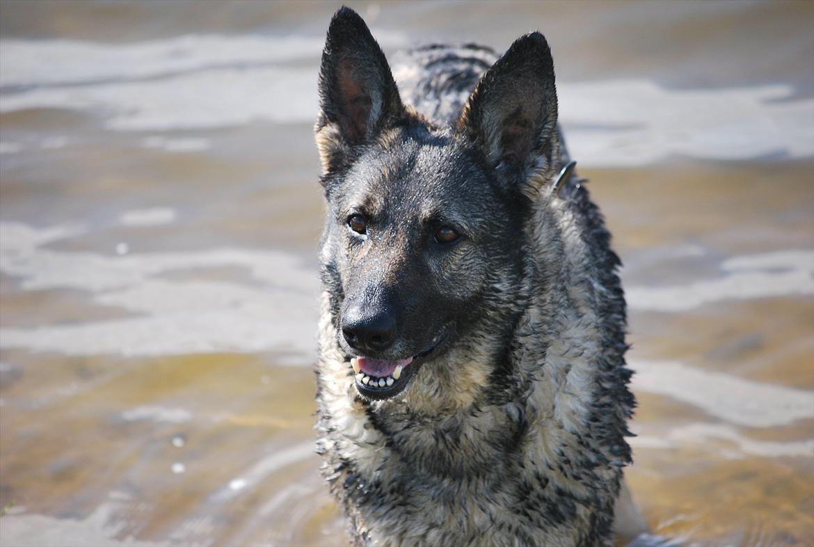 Schæferhund Åfelia billede 1