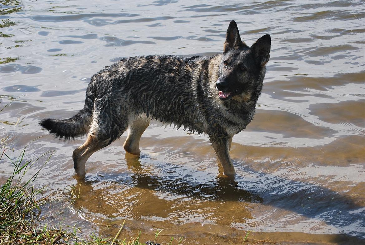 Schæferhund Åfelia billede 3
