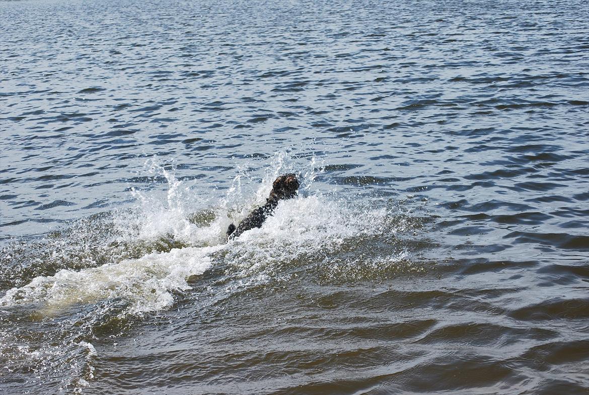 Schæferhund Åfelia billede 4