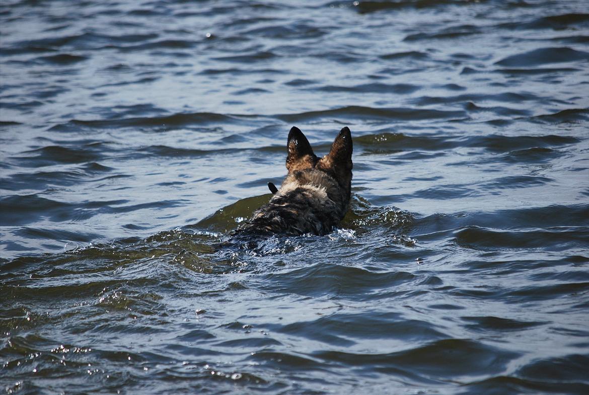 Schæferhund Åfelia billede 6