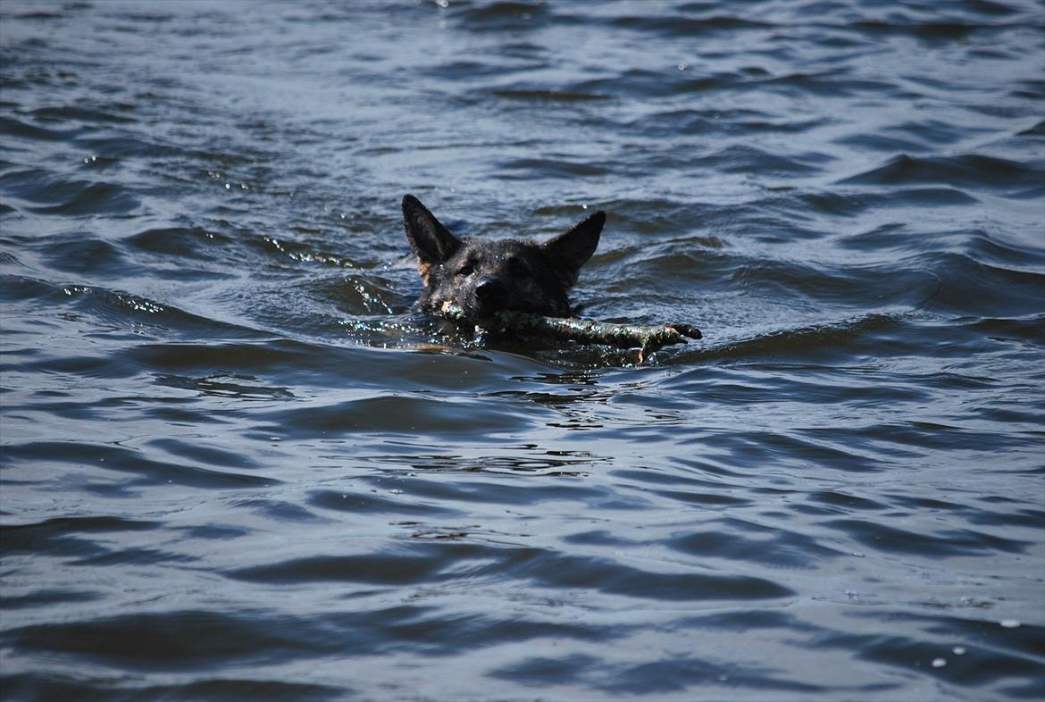 Schæferhund Åfelia billede 7