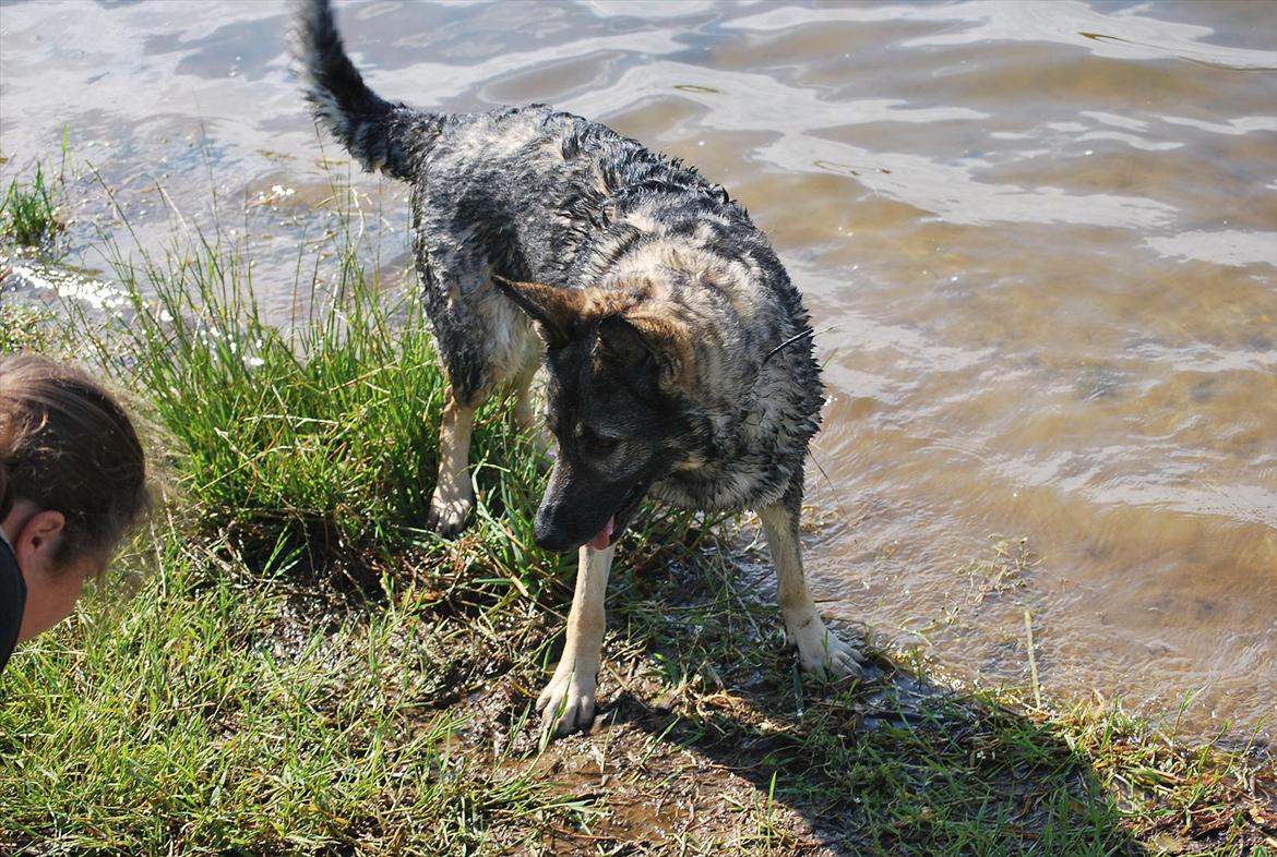 Schæferhund Åfelia billede 8