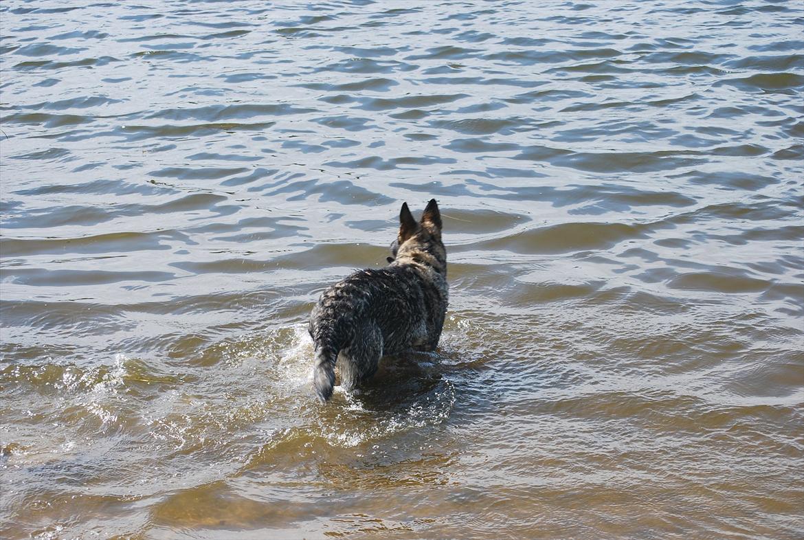 Schæferhund Åfelia billede 9