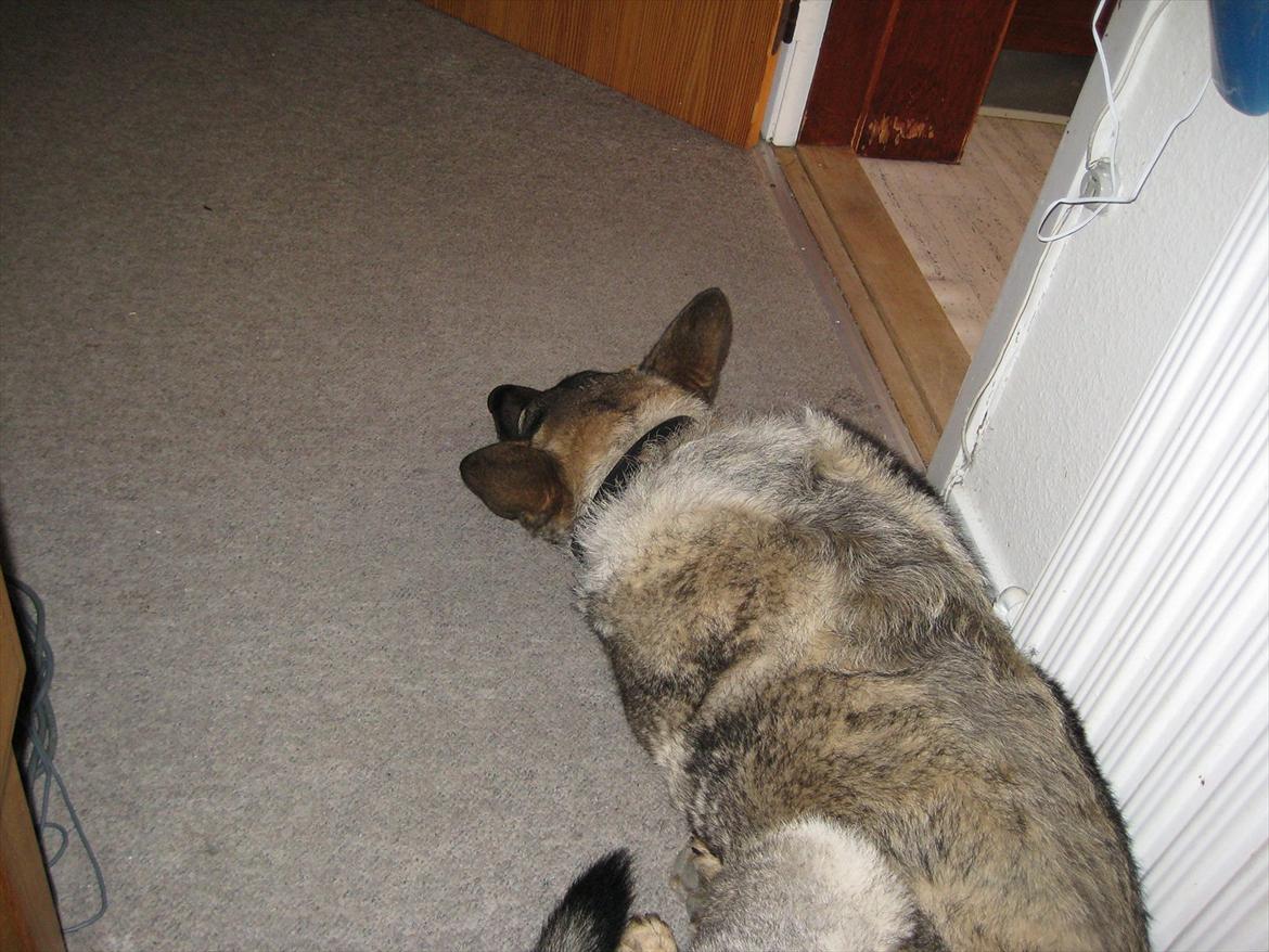 Schæferhund Åfelia - ligger lige og passer på mor, mens hun laver papir arbejde billede 10