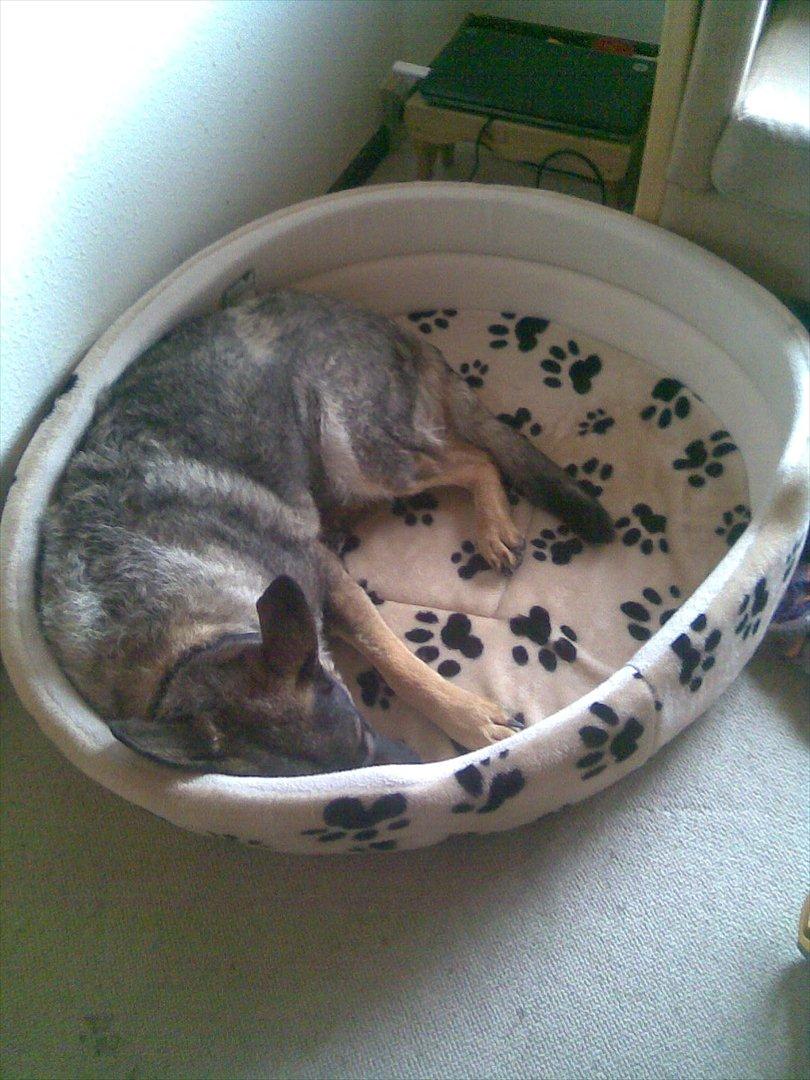 Schæferhund Åfelia - det er så min elskede mand der mente at kurven ikke kunne bliver stor nok, hun skal jo ligge godt billede 11