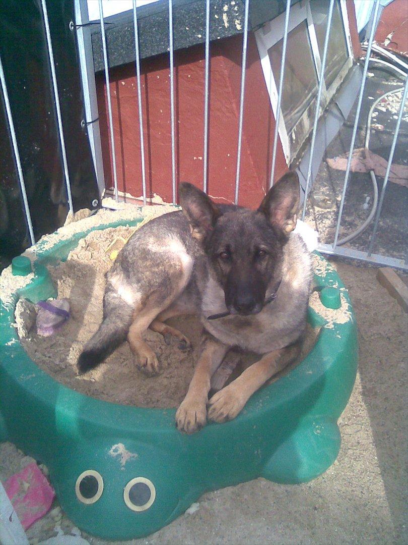 Schæferhund Åfelia - jaaar hun har mange kurve he he billede 13