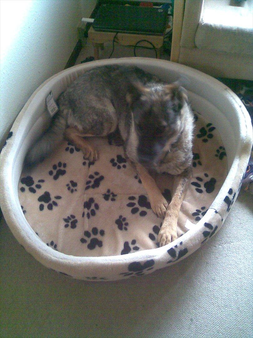 Schæferhund Åfelia billede 14