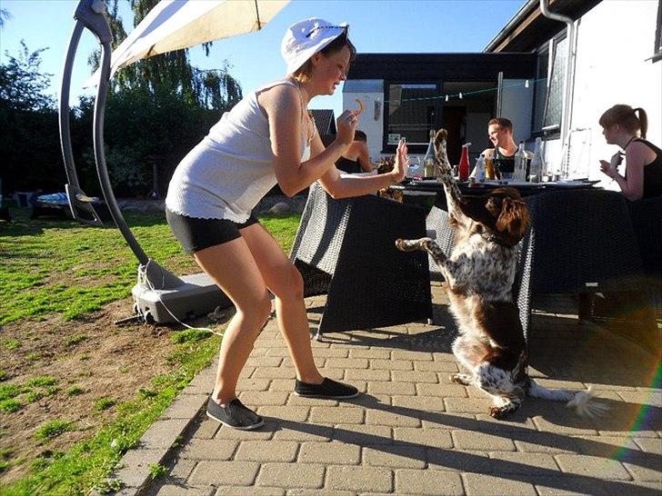 Kleiner münsterländer Sanji - Heil.... ;)  billede 15