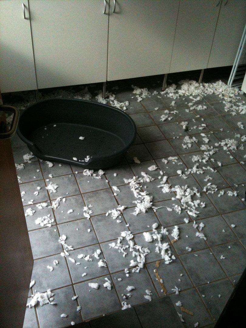 Kleiner münsterländer Sanji - Efter et par timers kedsomhed i bryggerset... ikke meget hundepude tilbage :) billede 16