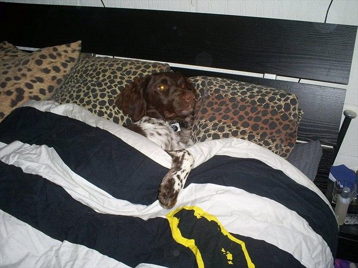 Kleiner münsterländer Sanji - han lagde sig, vi gav ham dyne på, han tog sin lille "arm" ud over :) billede 17