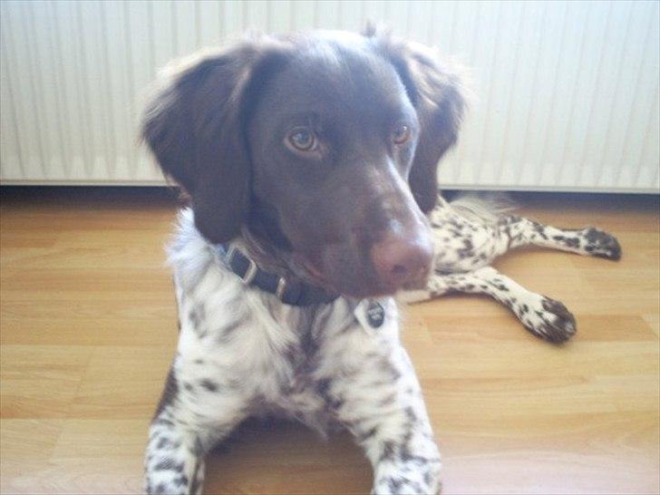 Kleiner münsterländer Sanji billede 18