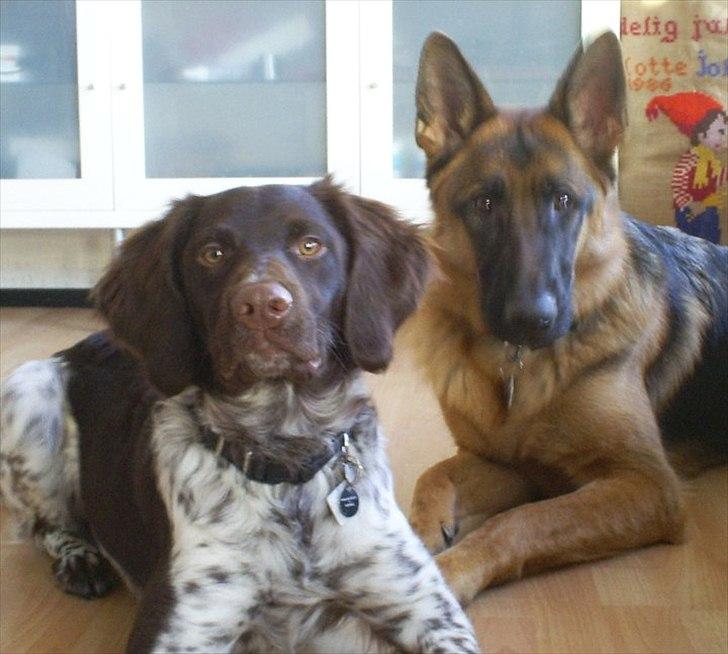 Kleiner münsterländer Sanji billede 19