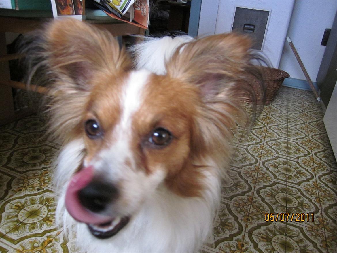 Papillon simba - lidt lækker sulten måske ;-) billede 16