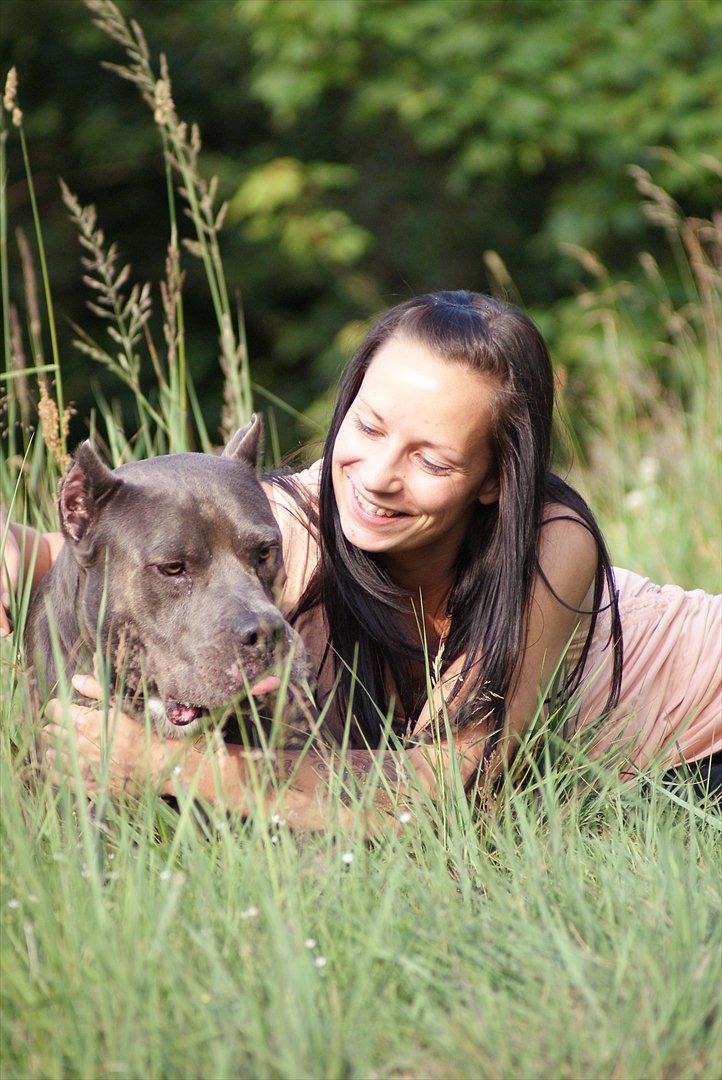 Amerikansk staffordshire terrier Bonzo *Himmelhund, den smukkeste af alle* - Taget d. 6.7.11 billede 2