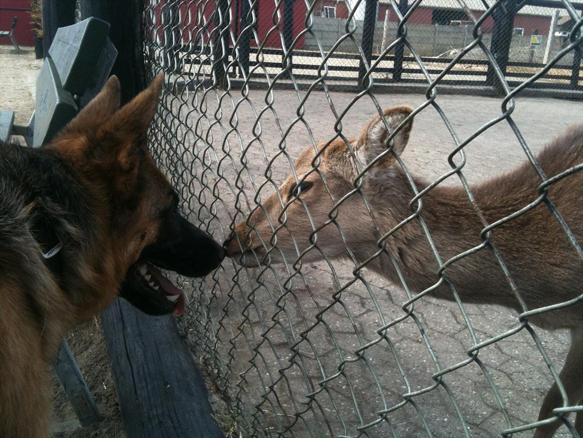 Schæferhund Kiba (Sandkærgårds Klodo) - hans kæreste i jyllands park zoo :) billede 11