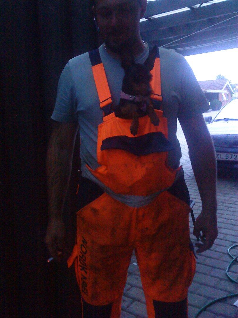 Dvaergpinscher Zafir - her sedder jeg godt billede 19