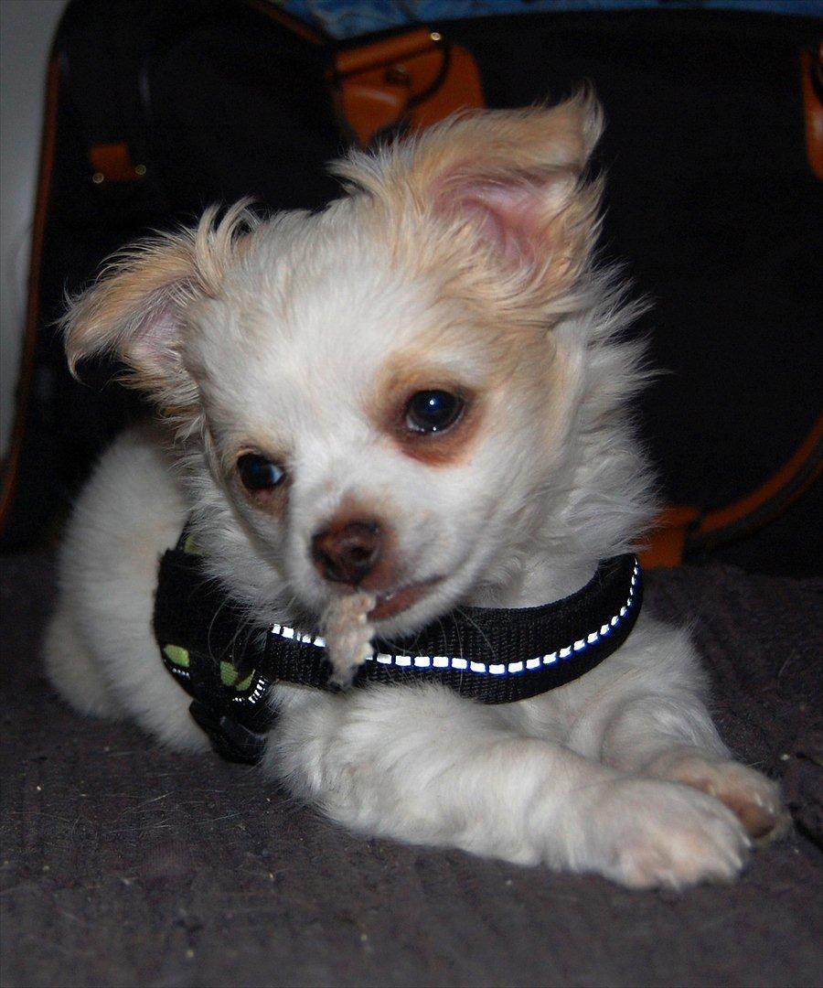 Chihuahua Luffe billede 13