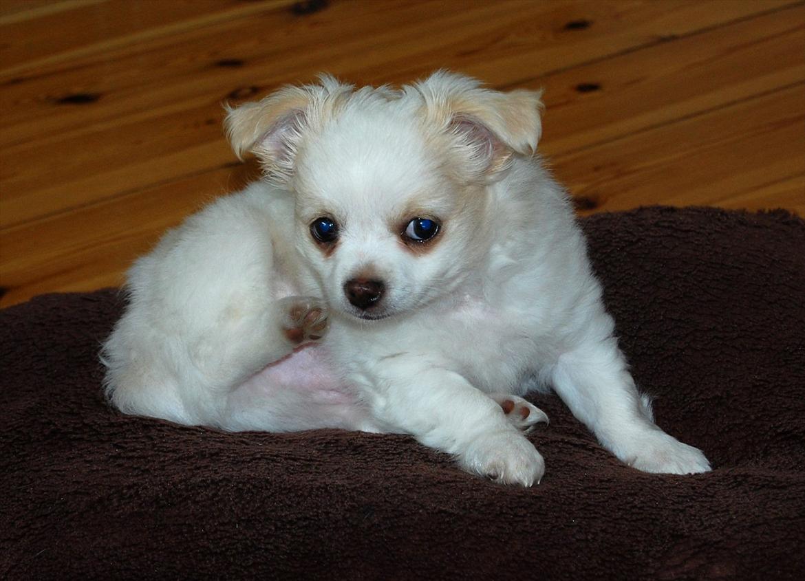 Chihuahua Luffe billede 15