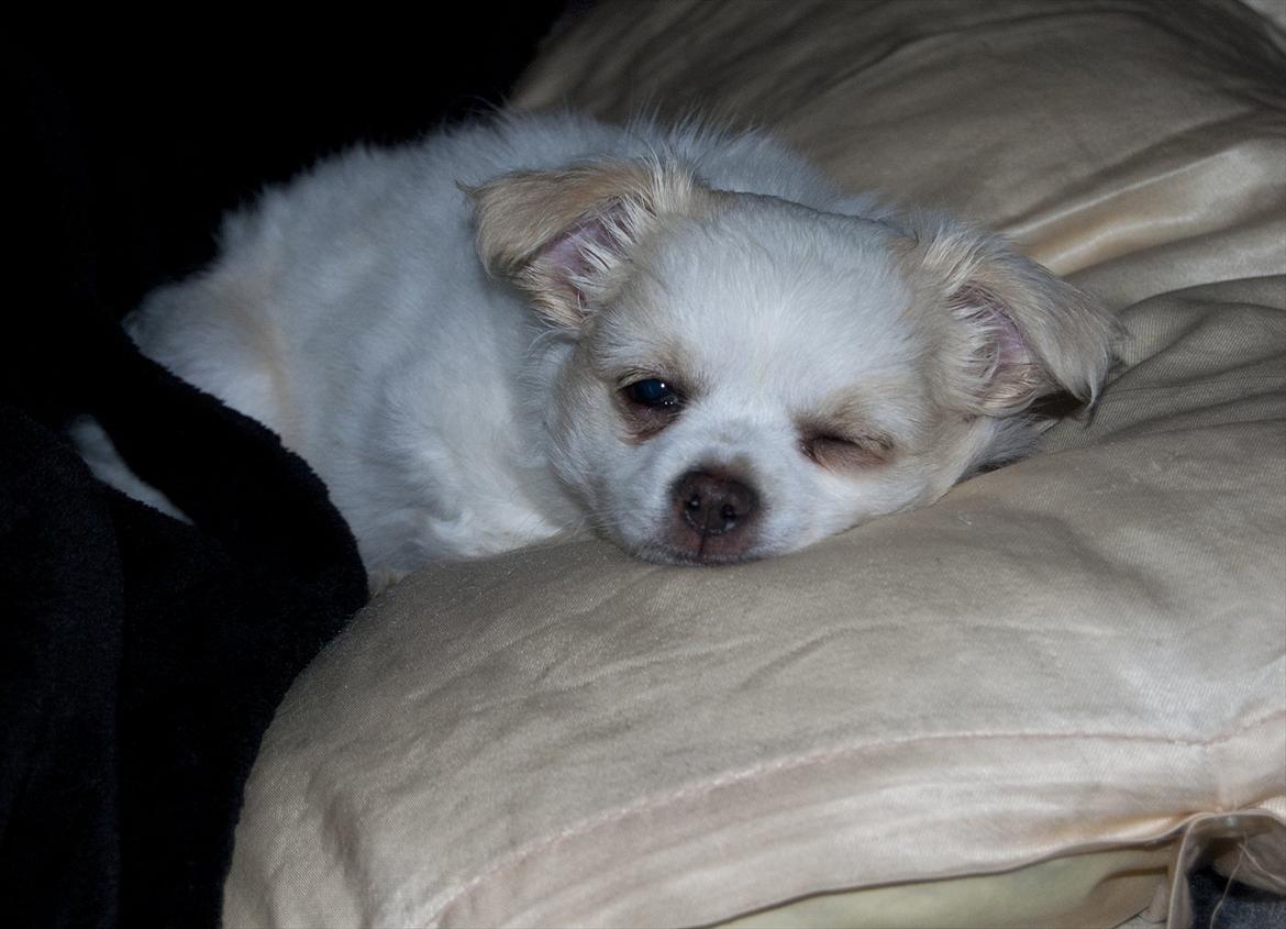 Chihuahua Luffe billede 12