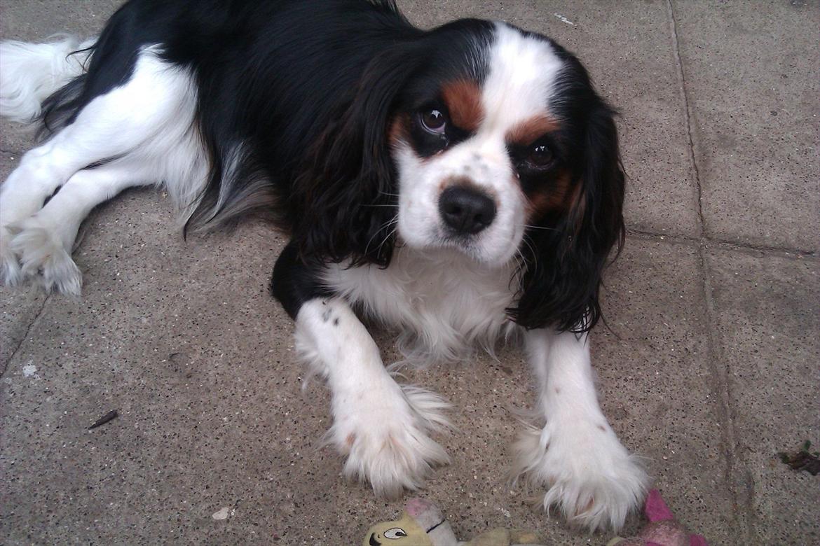 Cavalier king charles spaniel Argo - Argo ligger i haven og hygger sig.. billede 1