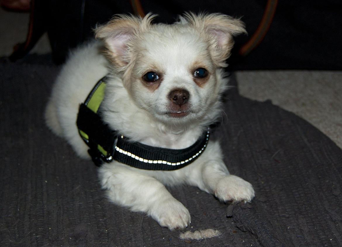 Chihuahua Luffe billede 14