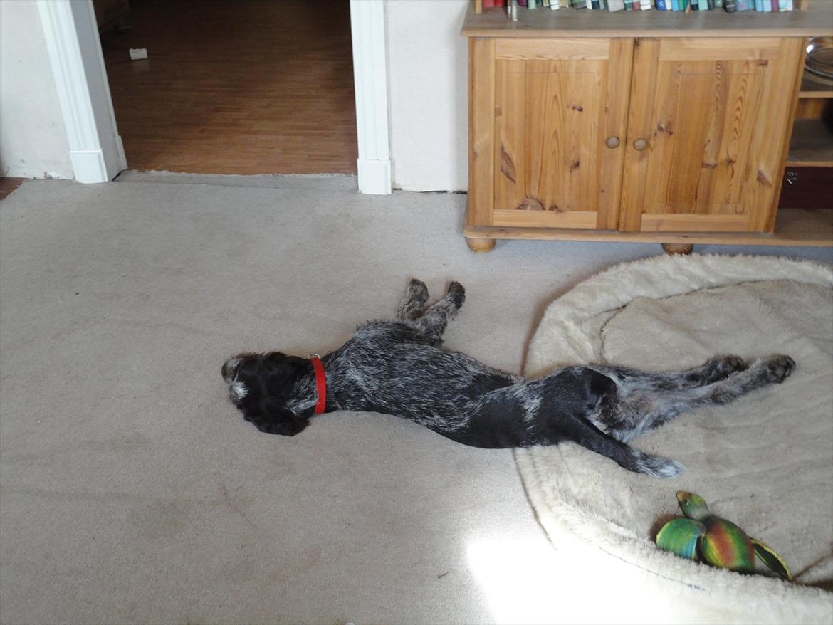 Ruhåret hønsehund Øksenhaven´s Dodo  - Det er hårdt at være hvalp :) billede 12