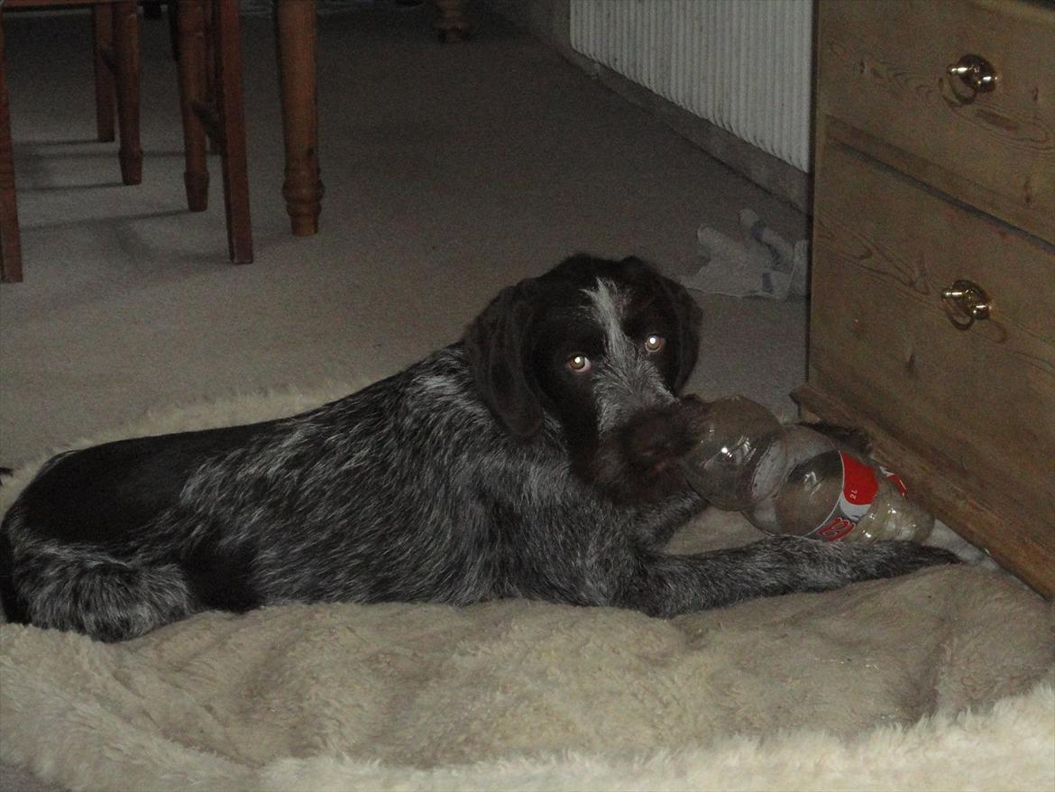 Ruhåret hønsehund Øksenhaven´s Dodo  - Det er rigtig sjovt at snuppe en flaske og så lige bide lidt i den :)  billede 13