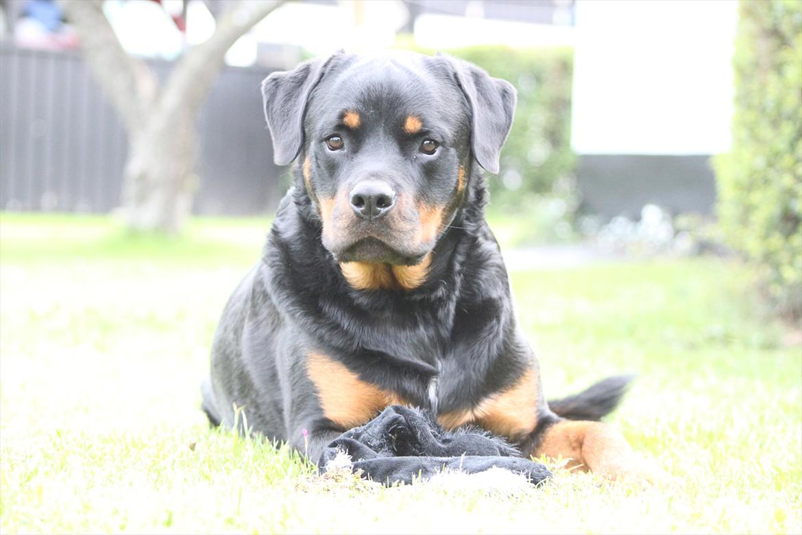 Rottweiler Kenzo - øhh jaa?? billede 14