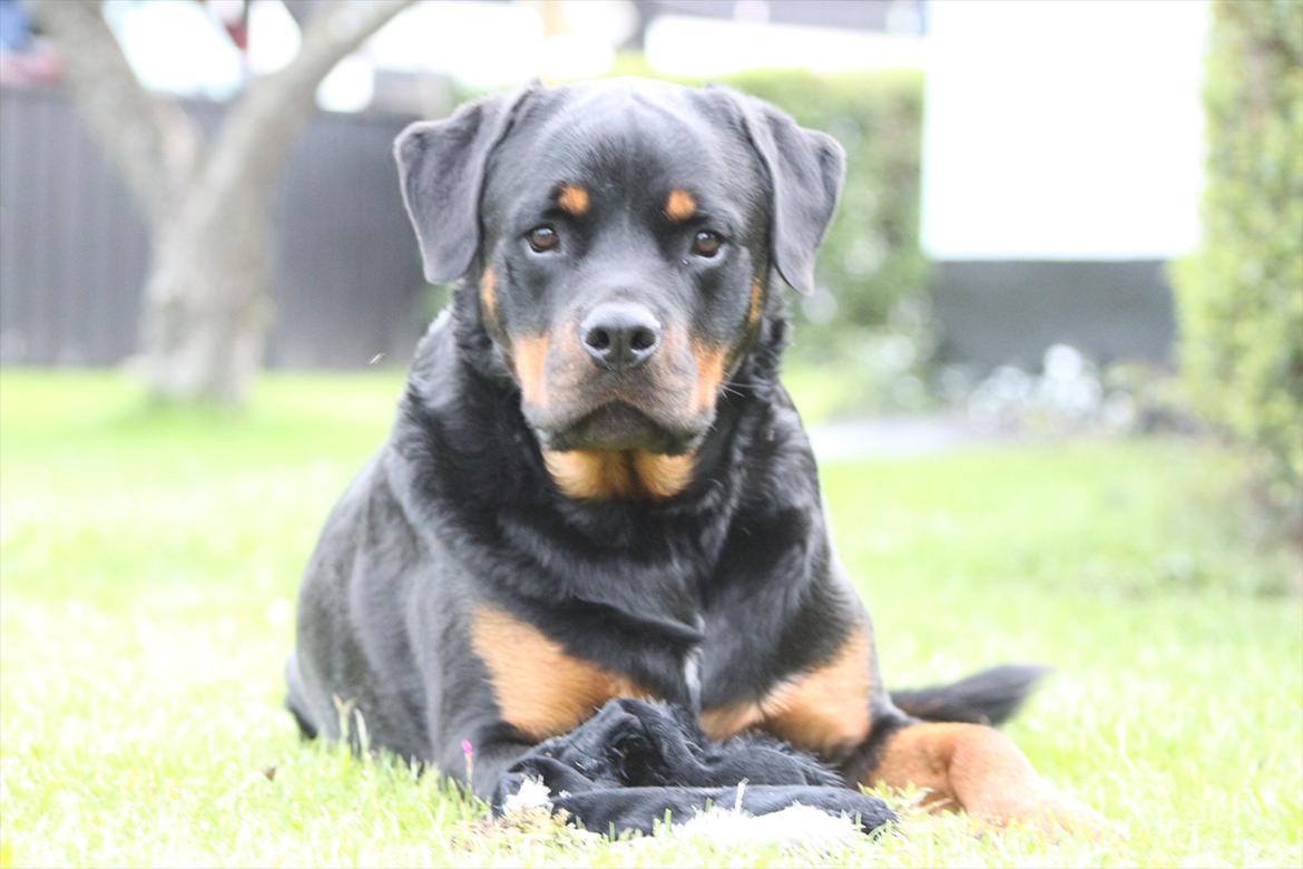 Rottweiler Kenzo - hva ha du gang i ? billede 15
