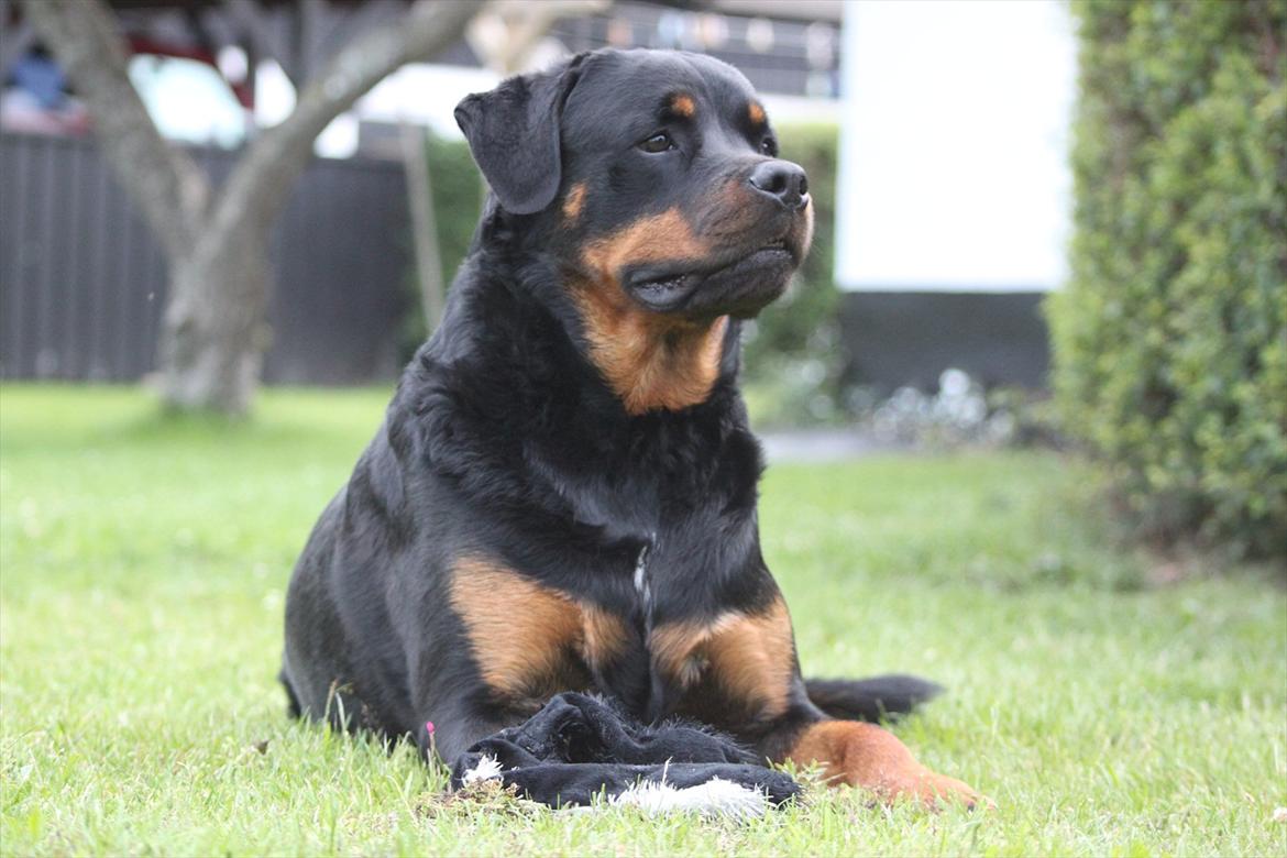 Rottweiler Kenzo billede 16