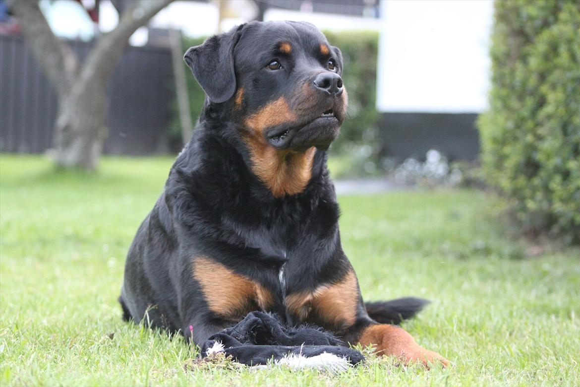 Rottweiler Kenzo billede 17