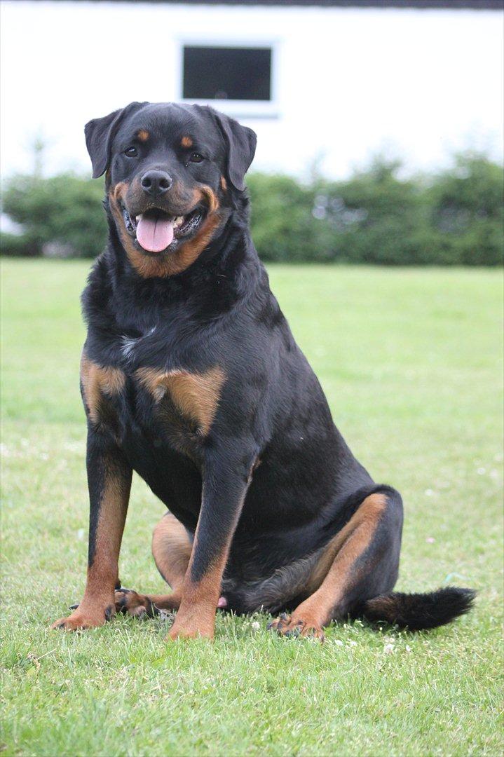 Rottweiler Kenzo - Dejlige dreng ! billede 18