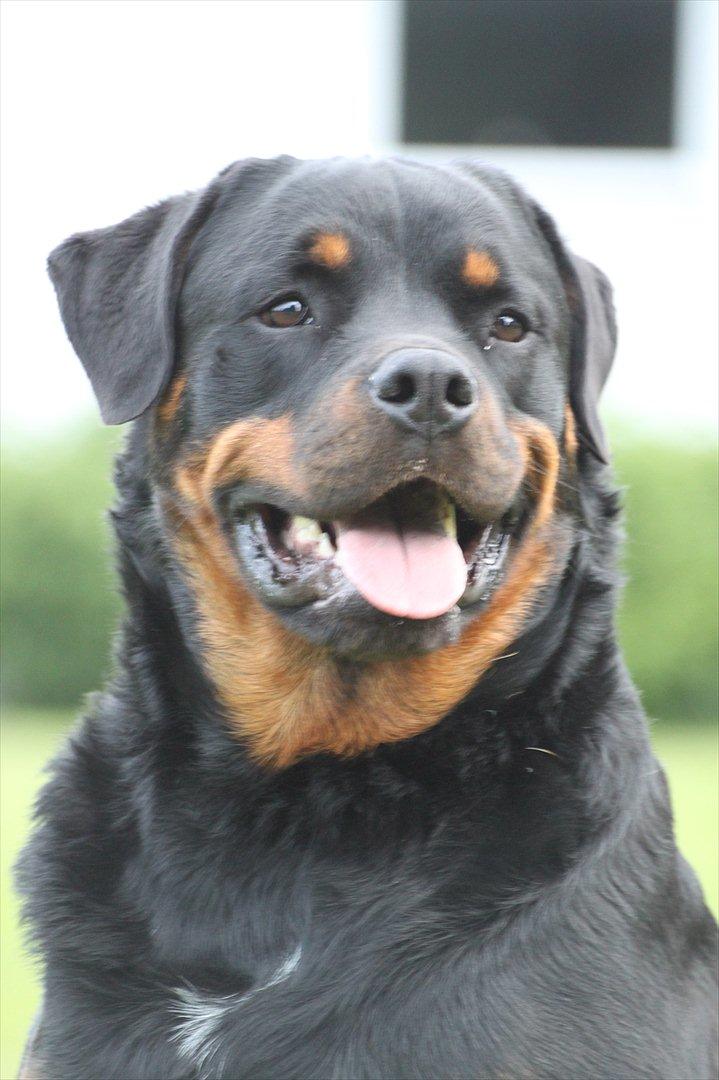 Rottweiler Kenzo - smuk, smukkere, Kenzo <3 billede 19