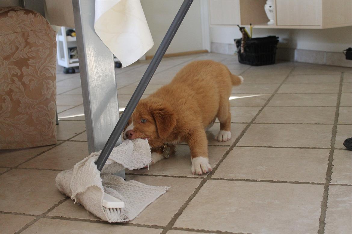 Nova scotia duck tolling retriever Saga - jeg hjælper med at tørre op, når jeg har leget med vand billede 18