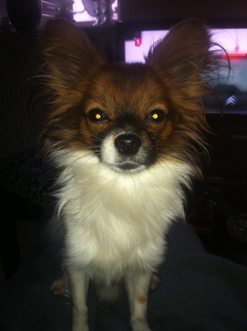 Blanding af racer Cookie billede 11