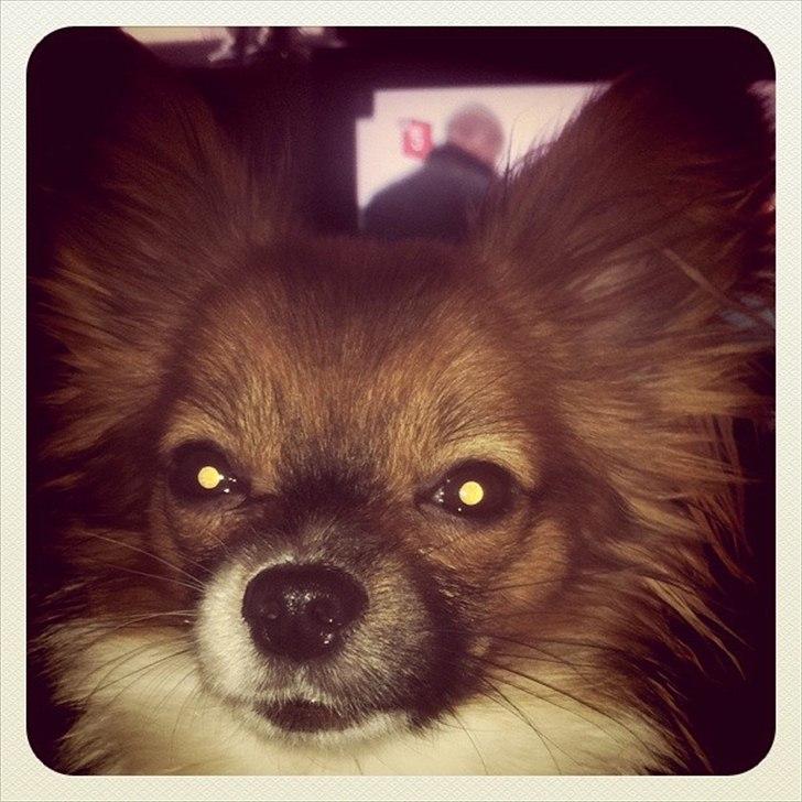 Blanding af racer Cookie billede 12