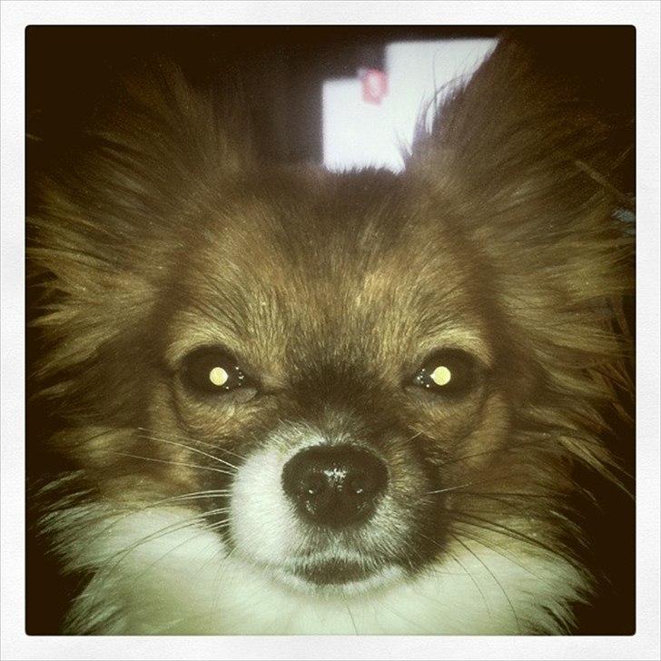 Blanding af racer Cookie billede 13