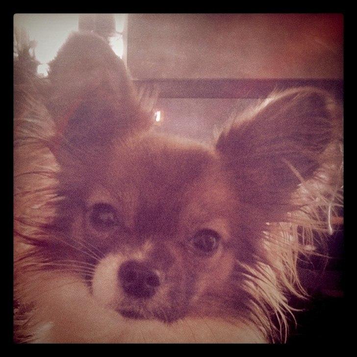 Blanding af racer Cookie billede 14