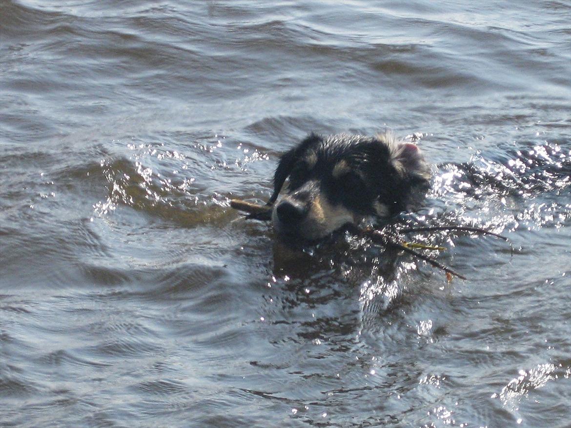 Blanding af racer Coda - Elsker og svømme laaaangt ud og hente pind <3 billede 19