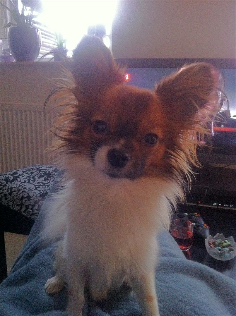 Blanding af racer Cookie billede 15